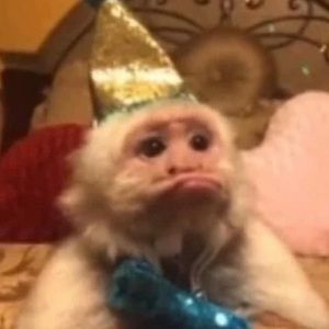 Meet your Posher, Ella